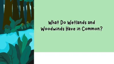 What Do Wetlands and Woodwinds Have in Common