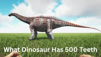 what dinosaur has 500 teeth